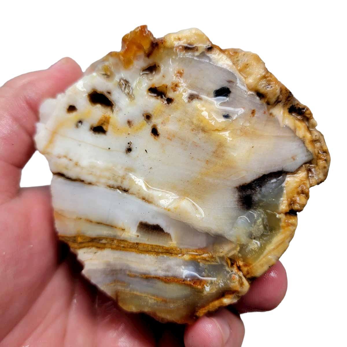Calico Splatted Oak Opalized Wood Rough Chunk Washington! #R171-Photo1
