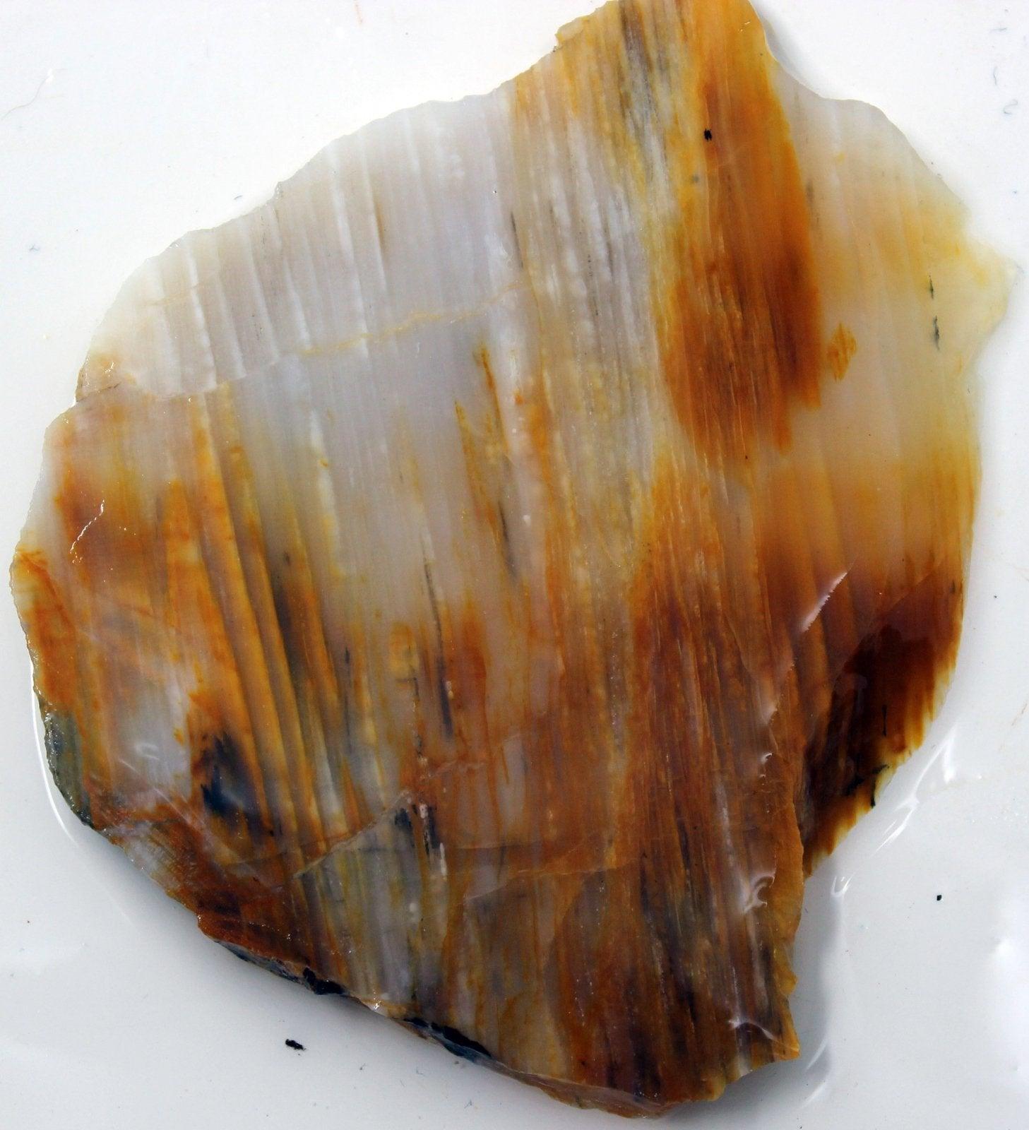 Calico Splatted Oak Opalized Wood Slab – Rare Washington Petrified! #1104-Photo1