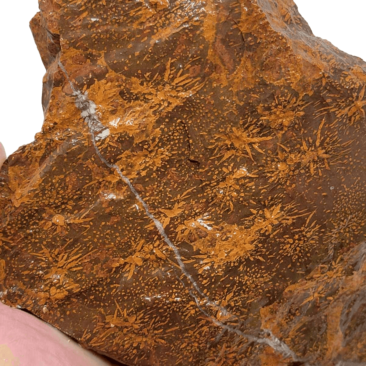 Starburst Chrysanthemum Rhyolite Rough Chunk! - LapidaryCentral