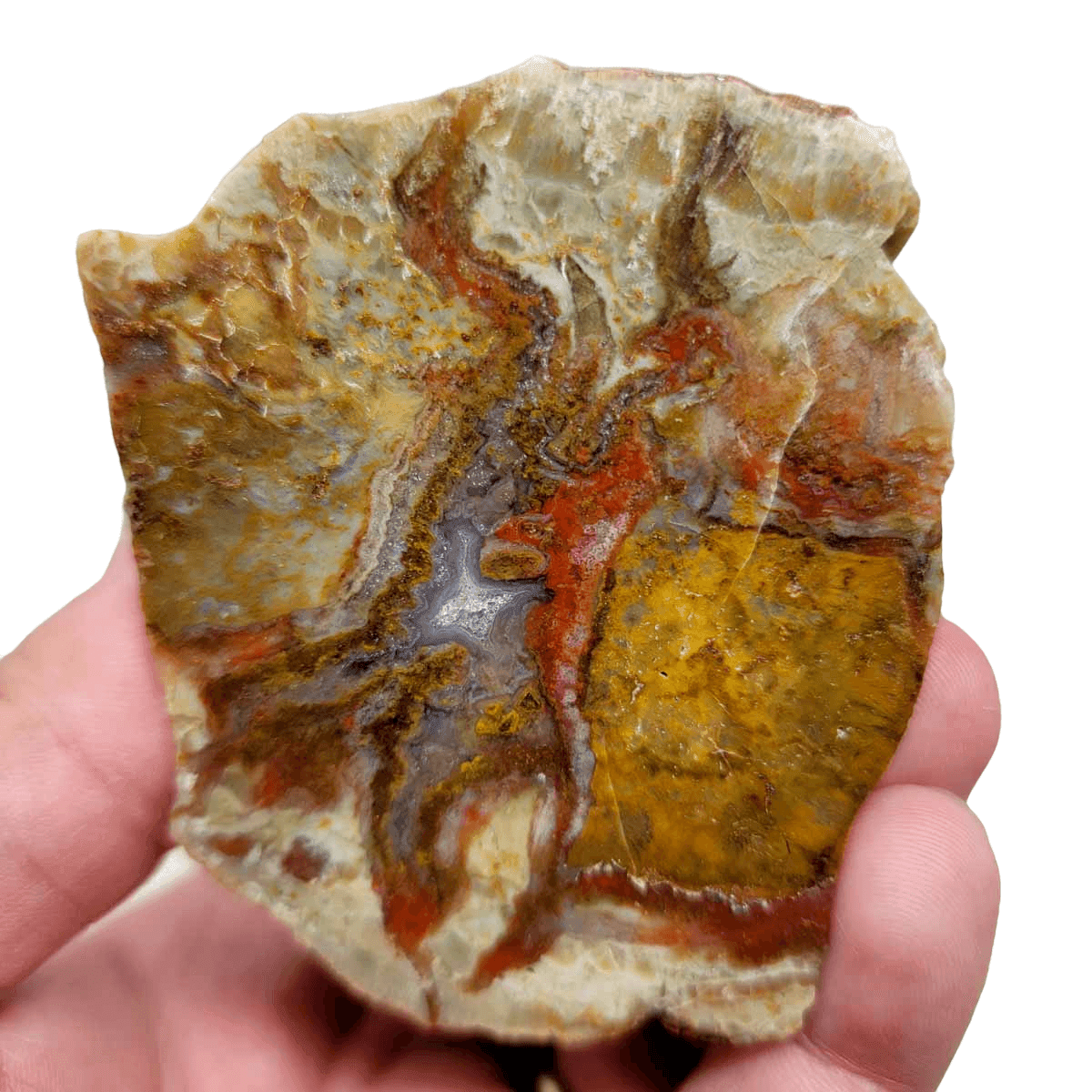 Polished Coprolite Fossil Dino Poo Display Specimen Hand Polished #R021-Photo2