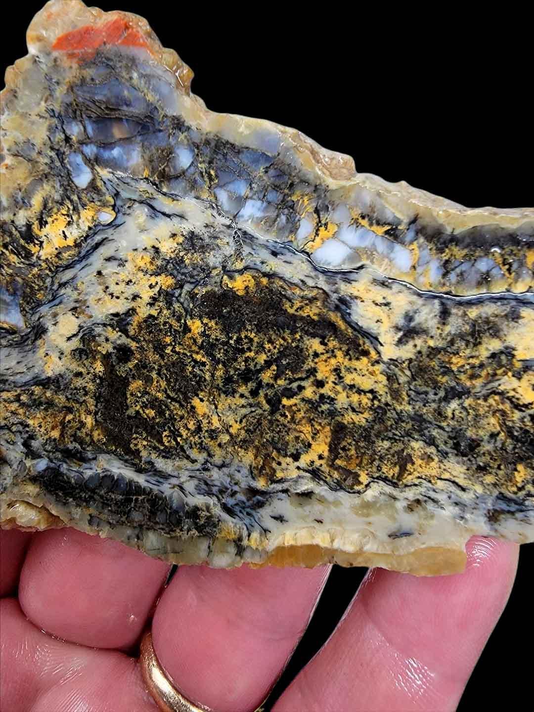 Coprolite Fossil Dinosaur Poo Slab – Ancient Fossilized Specimen! #2160-Photo1