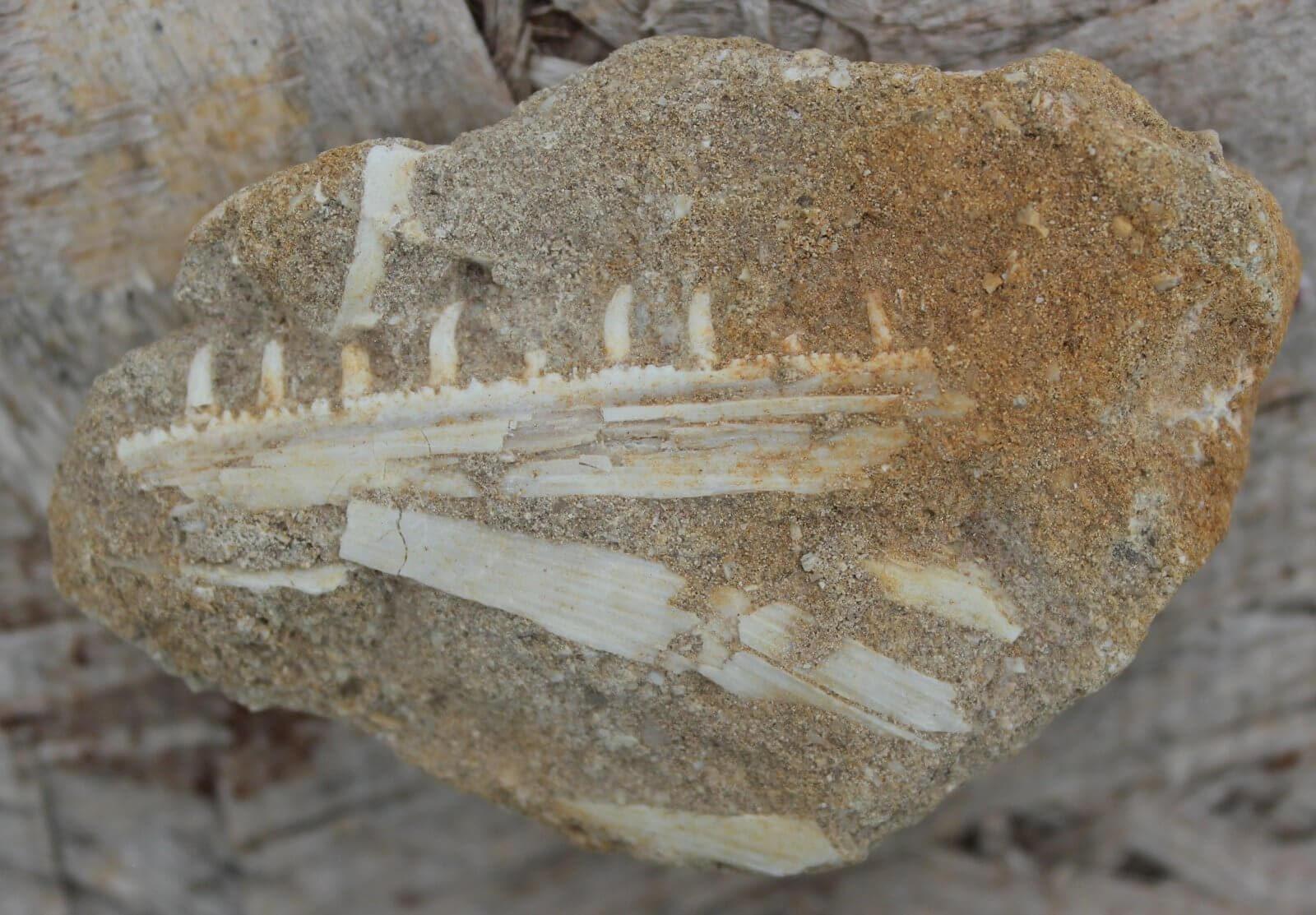 Cretaceous Enchodus Libycus Fossil Jaw Saber Toothed Herring Teeth #ai6j=q8W9o-Photo1