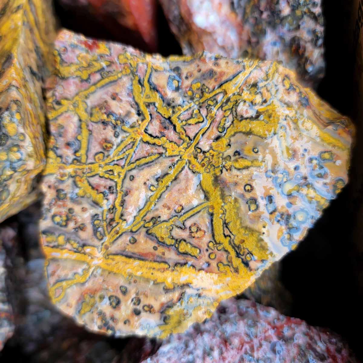 Leopard Skin Rhyolite Orbicular Cutting Rough! - Lapidary Central