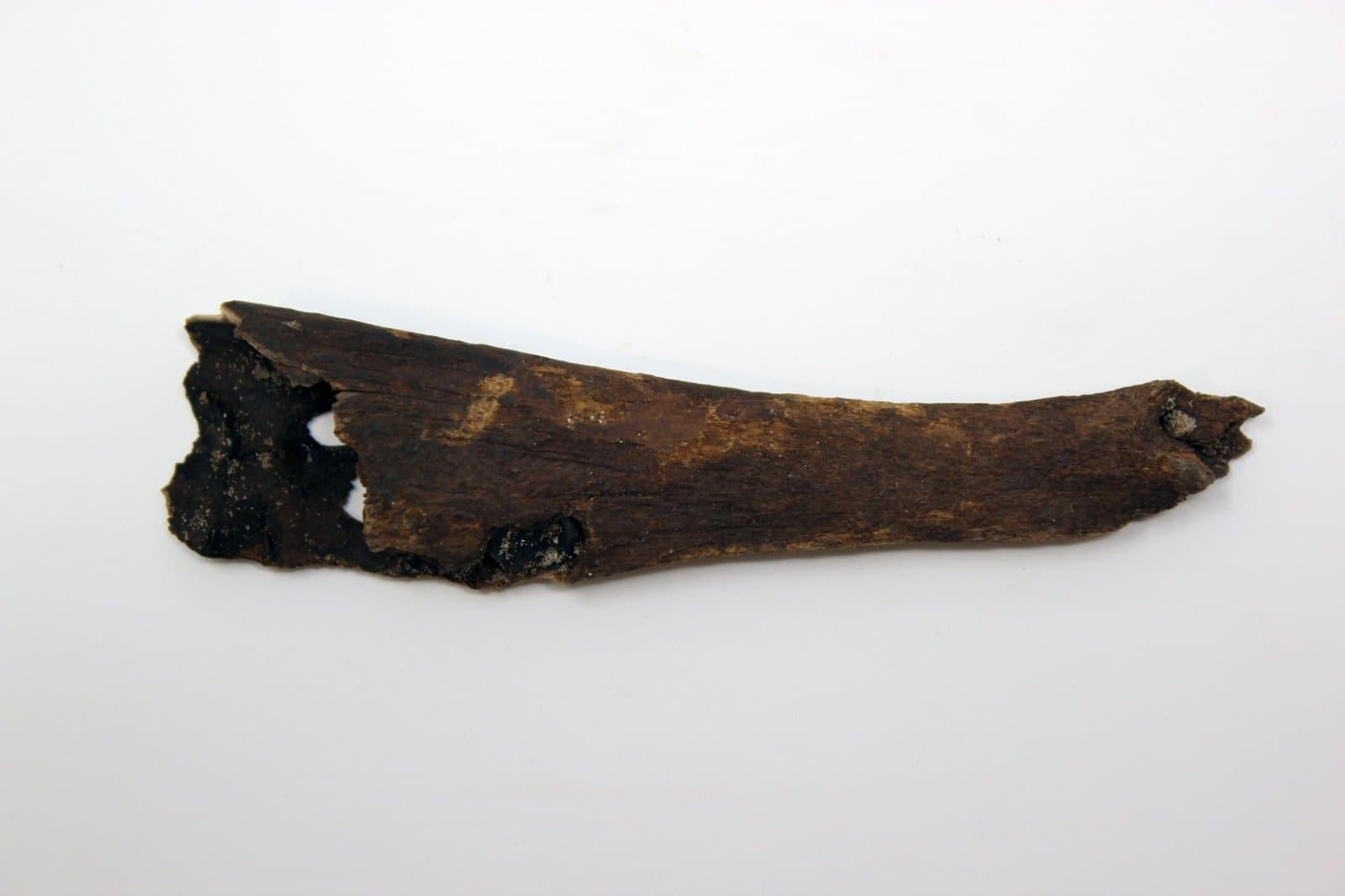 Fossil White-Tailed Deer Jaw Bone Fragment Pleistocene Ice Age #jwGfdsClP1-Photo1