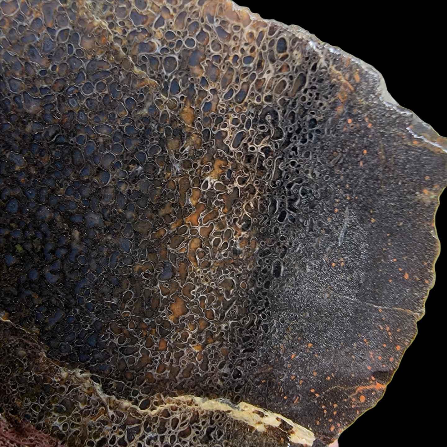 Gem Dinosaur Bone Slab! Dino Gem Bone Slab!