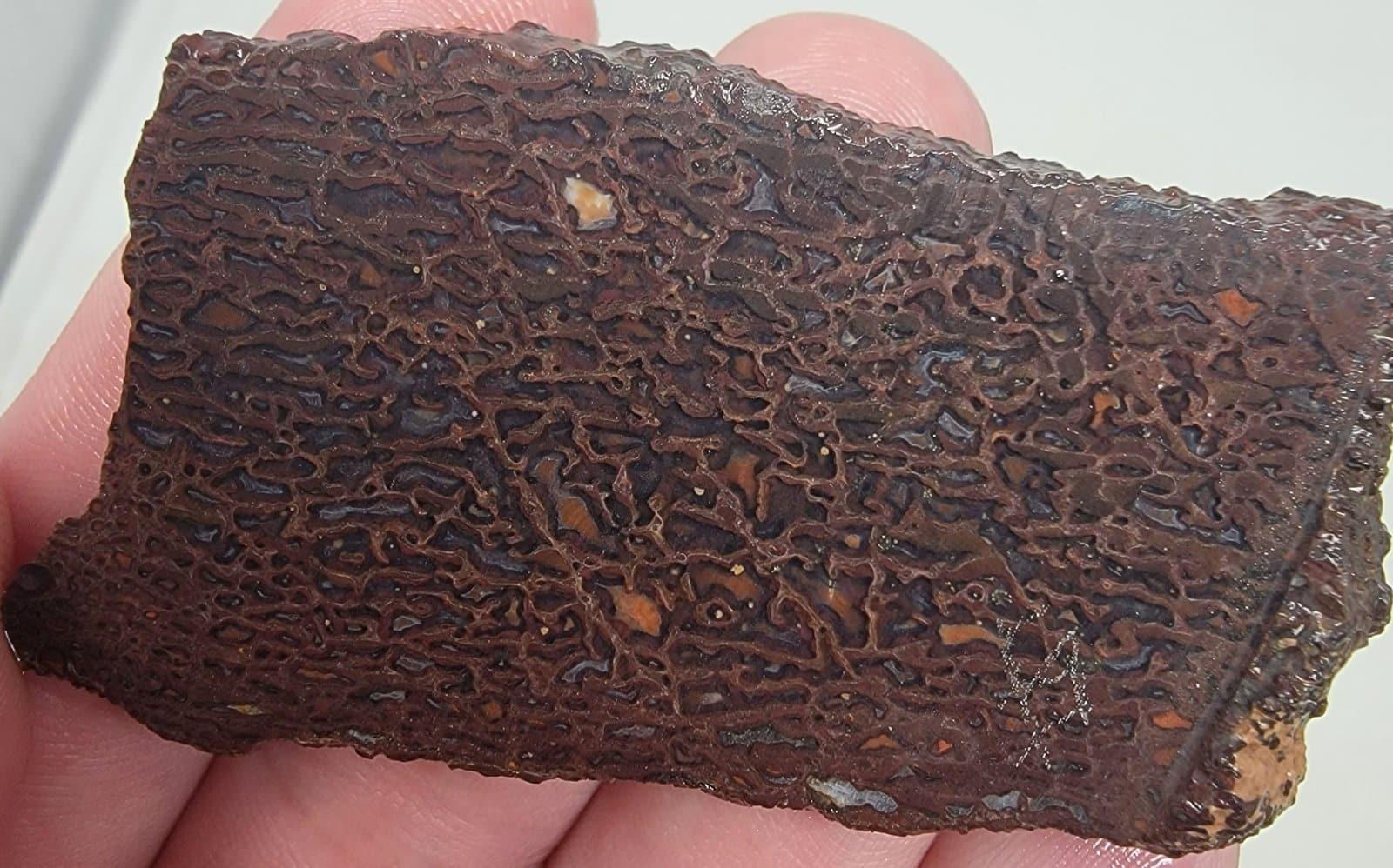 Gem Dinosaur Bone Slab! Dino Bone Fossil Slab! Lapidary Slab!
