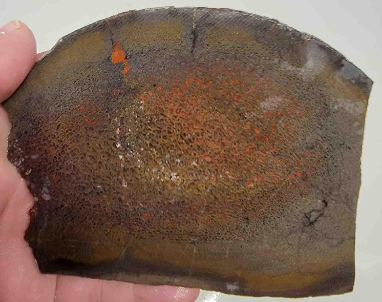 Gem Dinosaur Bone Slab – Authentic Silicated Fossil Bone Lapidary! #2104-Photo1