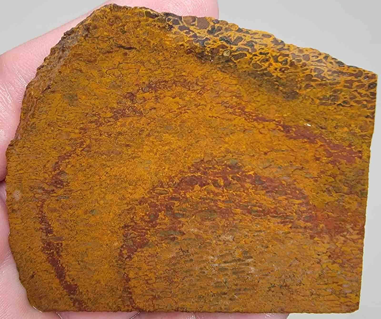 Gem Dinosaur Bone Slab – Authentic Water Lines Osmosis Pattern! #2127-Photo1