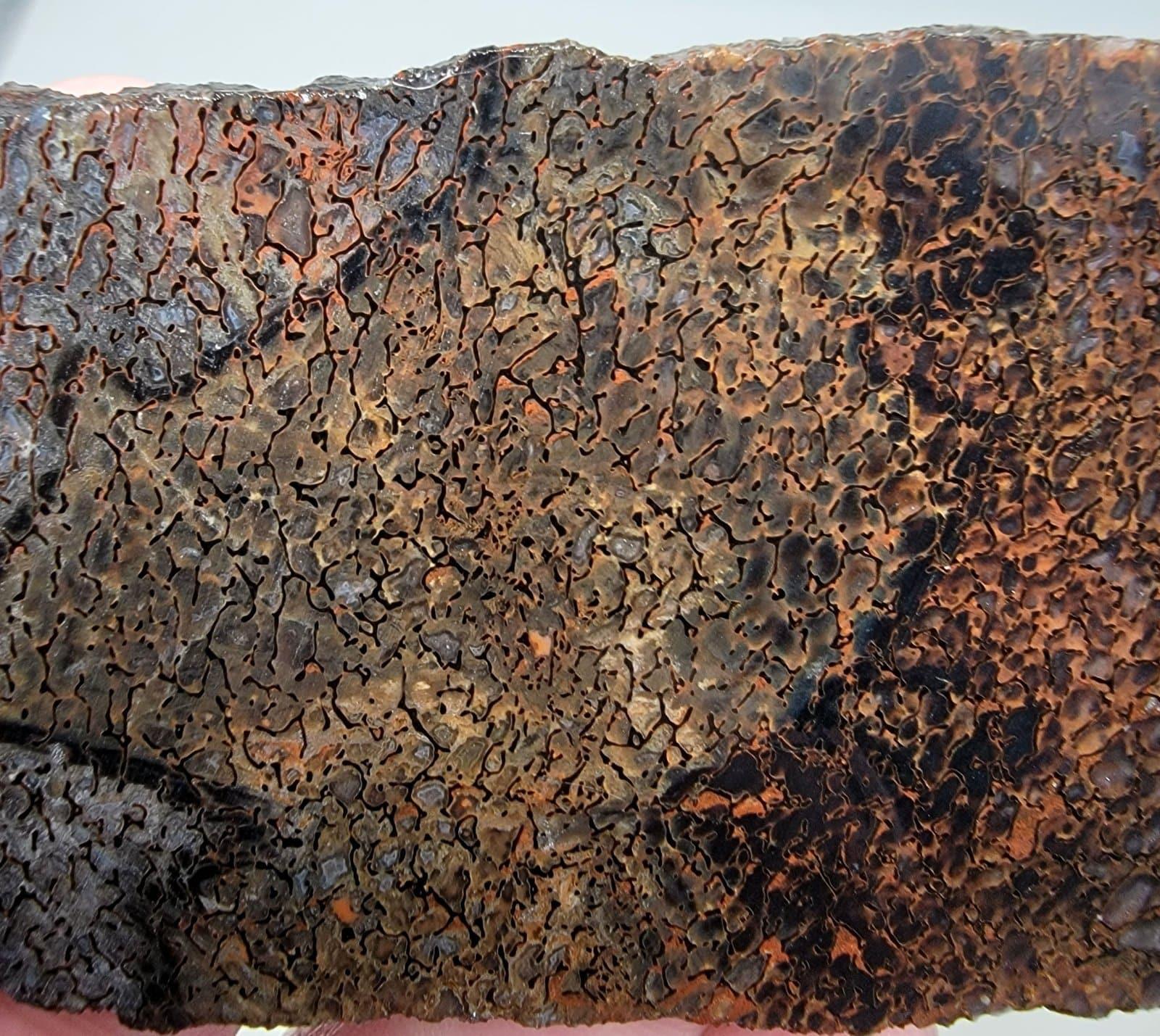 Gem Dinosaur Bone Lapidary Stone Slab! Fossil Dino Bone!