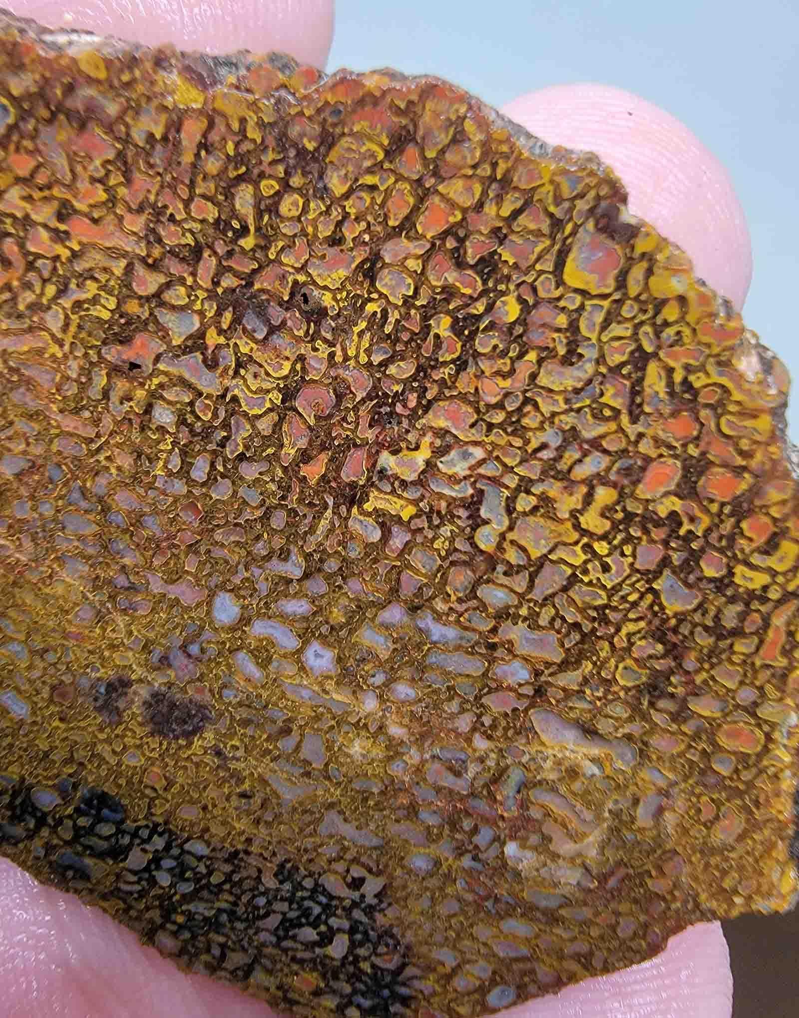 Gem Dinosaur Bone Slab! Lapidary Stone Slab!