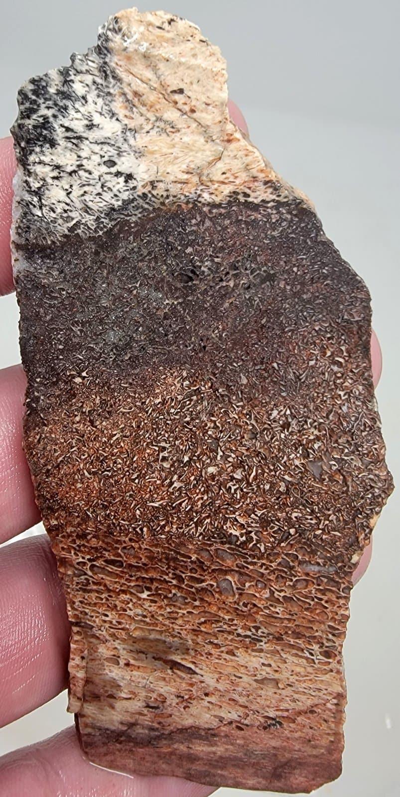 Fossil Gem Dinosaur Bone Slab! Gem Dino Bone Slab!