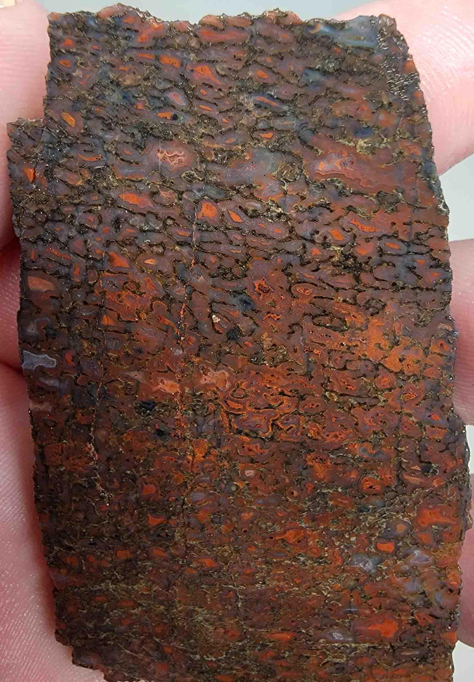Gem Dinosaur Bone Slab! Lapidary Stone Slab!