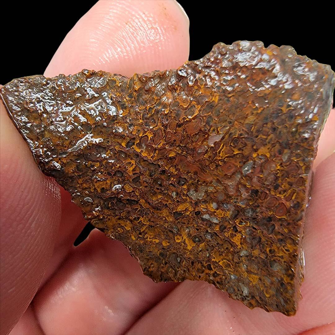 Authentic Gem Dinosaur Bone Silica Replaced Cell Structure #6995067076776-1