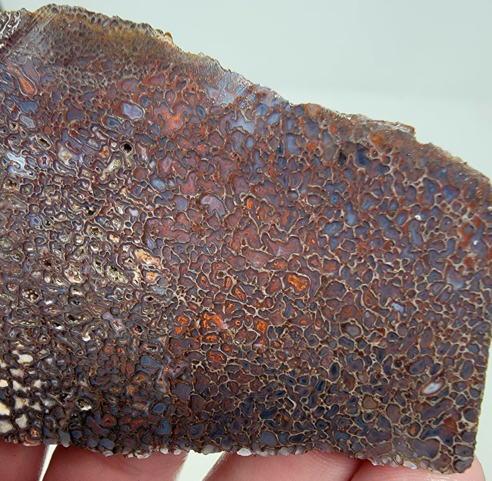 Gem Dinosaur Bone Slab! Lapidary Fossil Gem Bone!