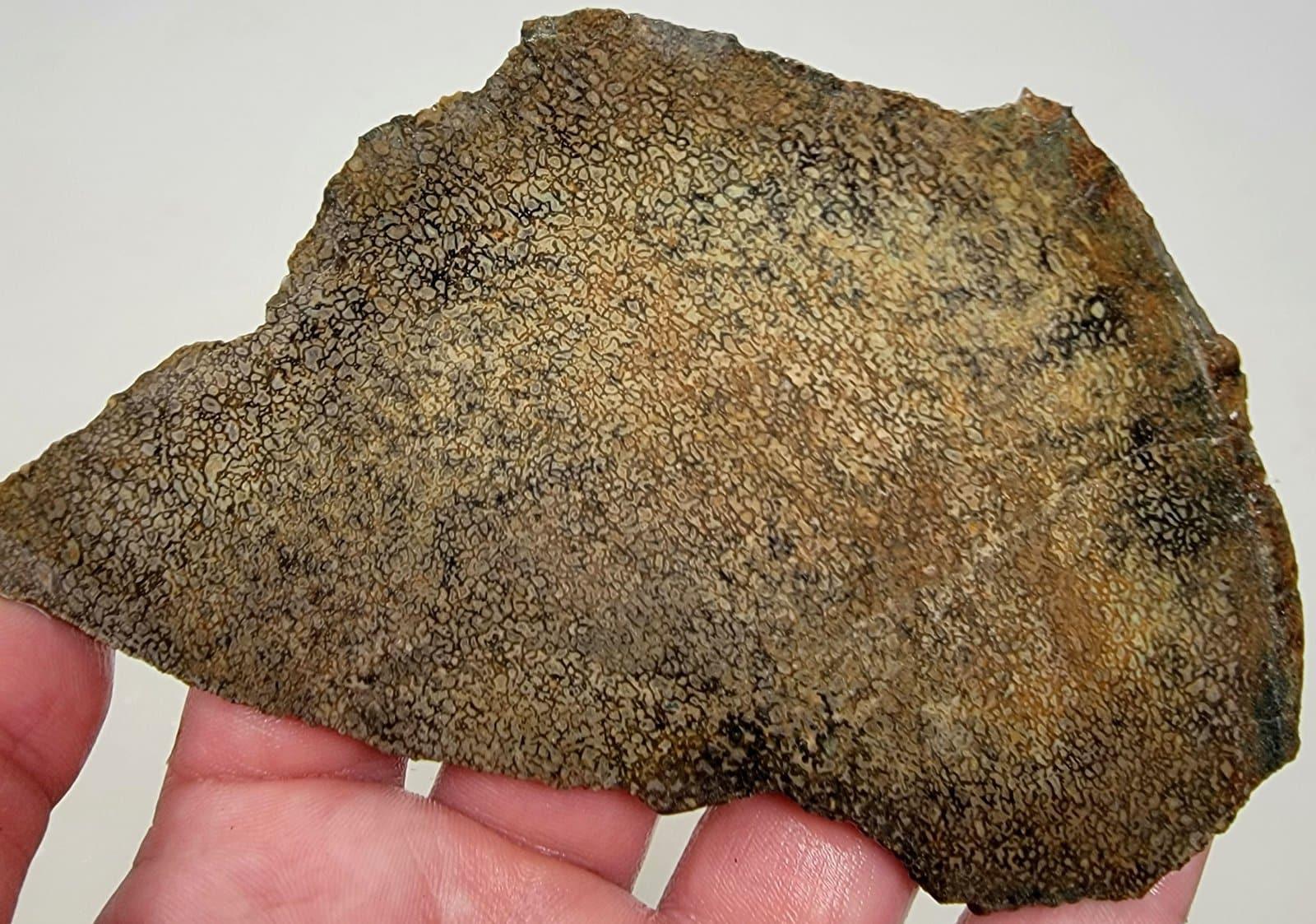 Gem Dinosaur Bone Lapidary Stone Slab! Fossil Dino Bone!