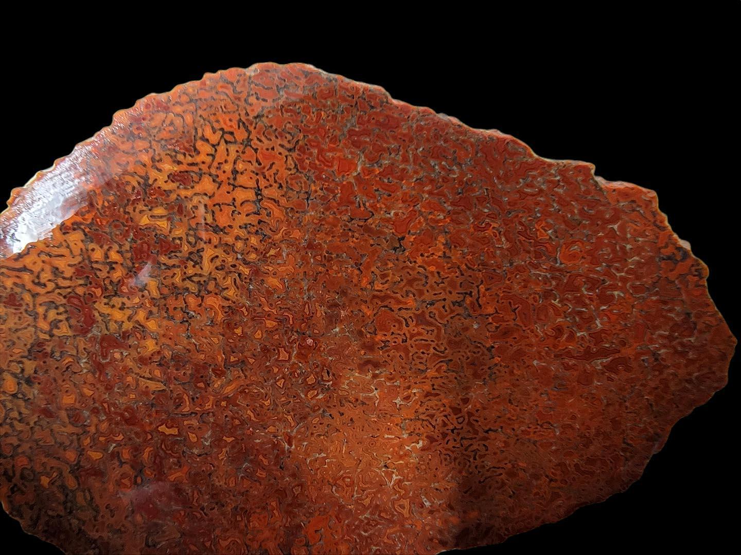 Gem Dinosaur Bone Slab! Fossil Gem Dino Bone Slab!