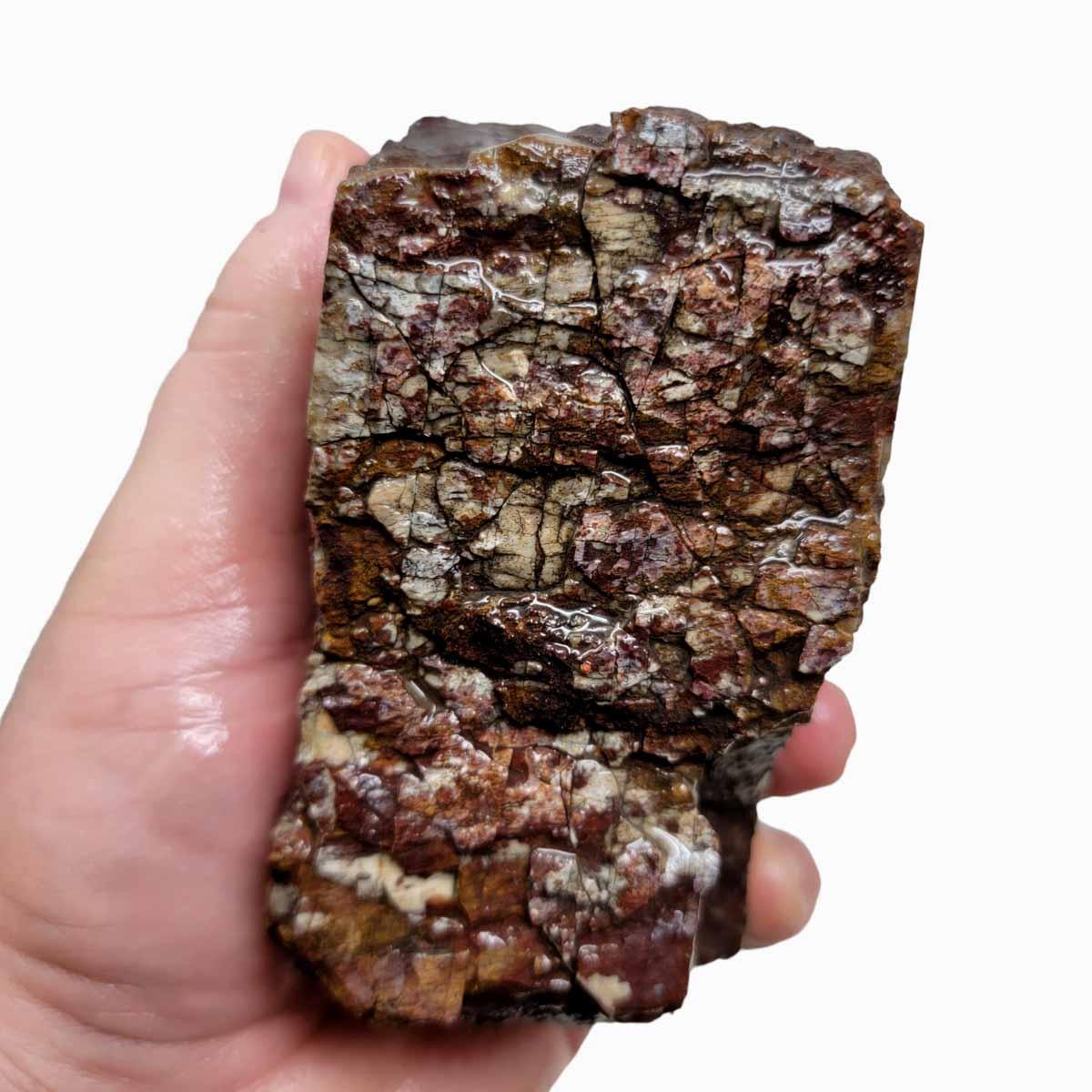 Fossilized Dinosaur Bone Rough Chunk - Authentic Display Specimen! #R269-Photo1