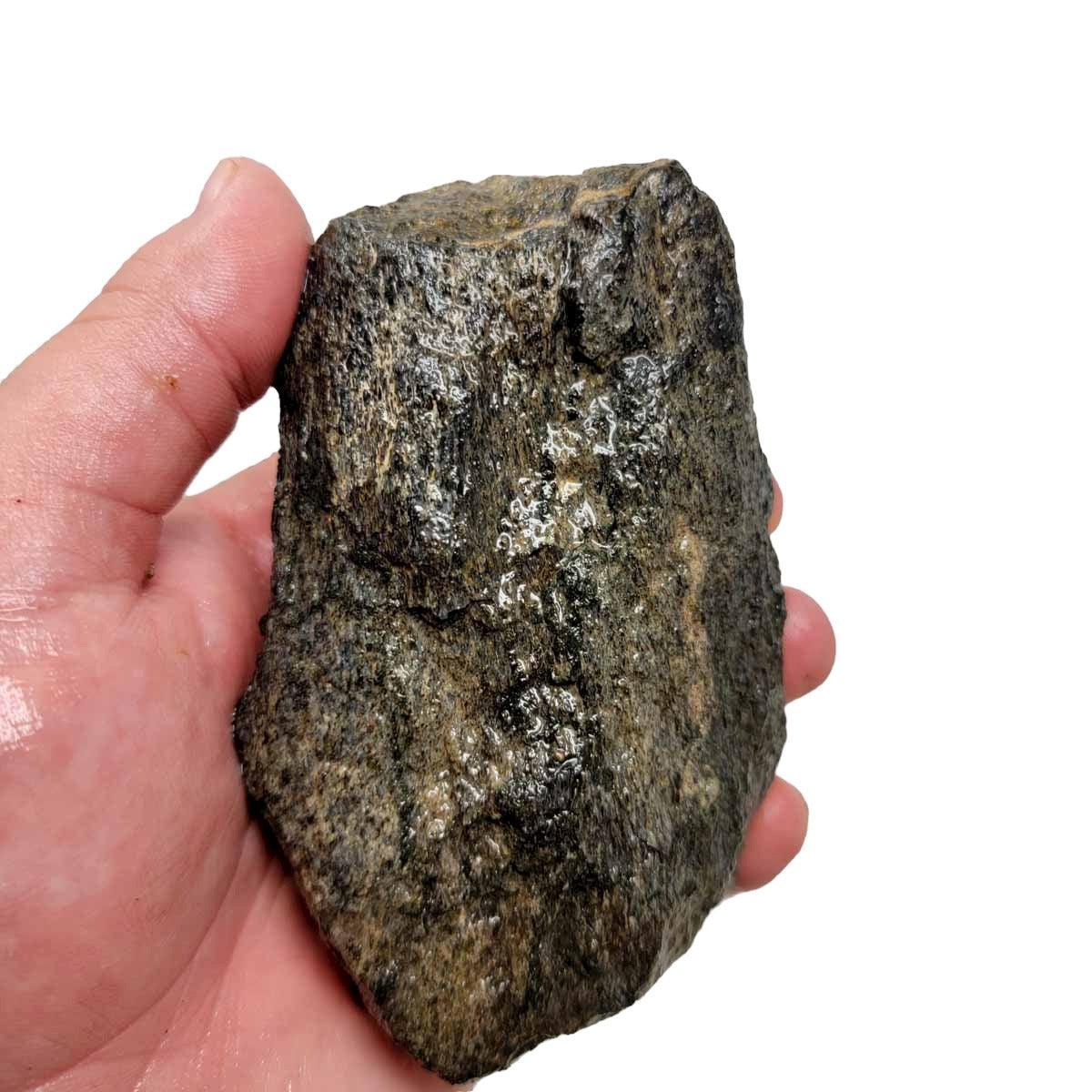 # ALT Text for Fossilized Dinosaur Bone Rough Chunk