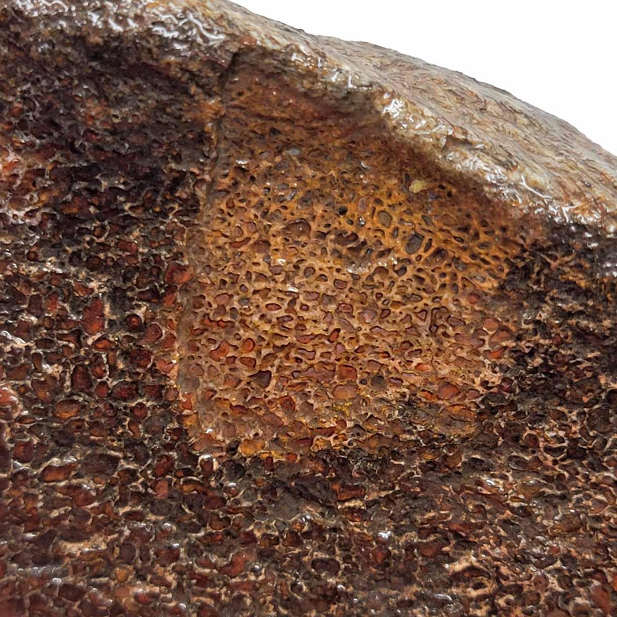 Fossilized Dinosaur Bone Rough Chunk – Silica Calcite Lapidary! #R332-Photo1