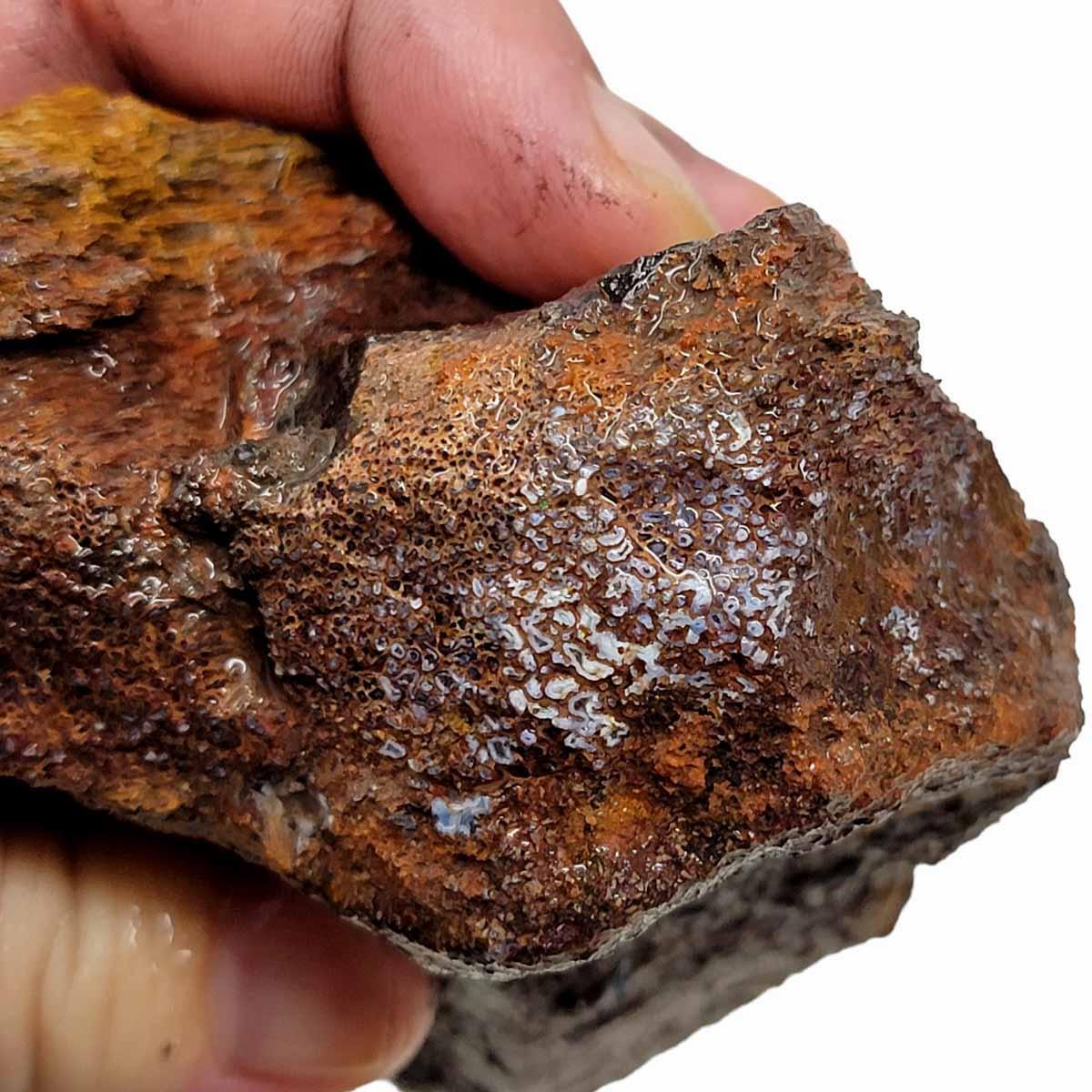 Fossilized Dinosaur Bone Rough Chunk - Silica Calcite Lapidary #R272-Photo1