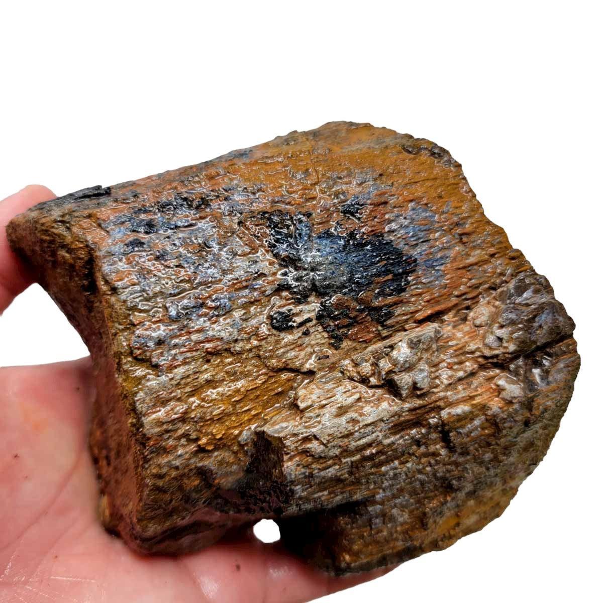 Fossilized Dinosaur Bone Rough Chunk - Ancient Display Specimen #R167-Photo1
