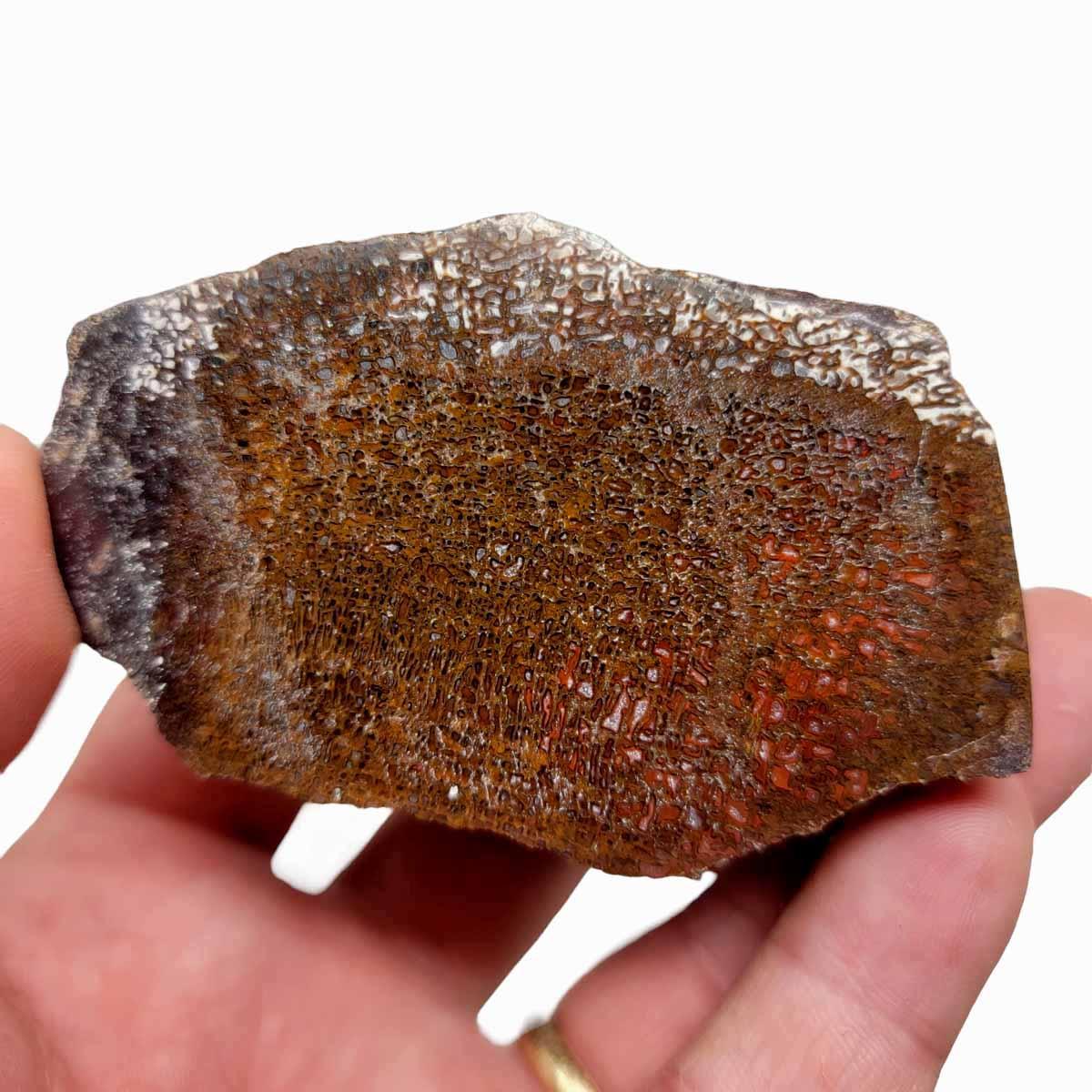 Polished Gem Dinosaur Bone Display Specimen – Hand Polished! #R029-Photo1