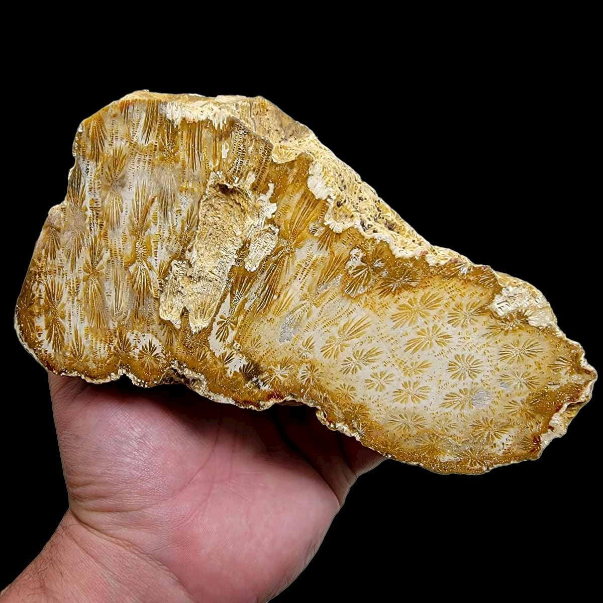 Polished Indonesian Fossil Coral Display Specimen Starburst Flowers #R016-Photo1