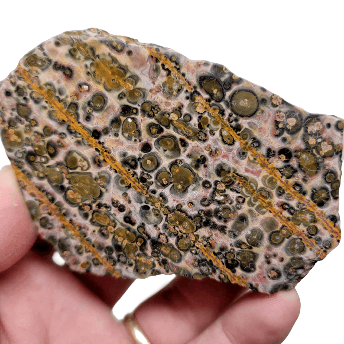 Polished Leopard Skin Rhyolite Display Specimen! - LapidaryCentral