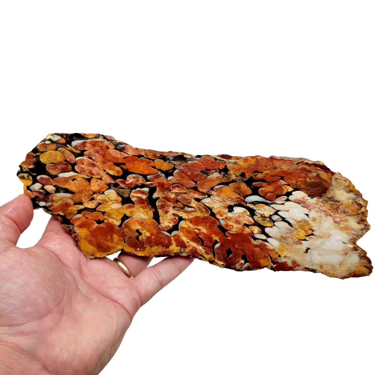 RARE Australian Peanut Wood End Cut Rough! - LapidaryCentral