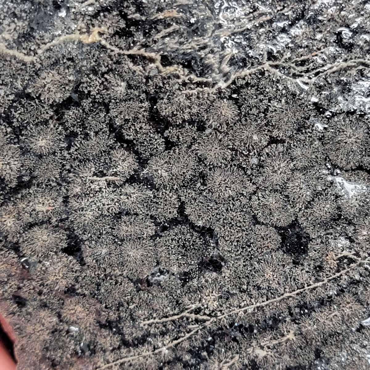 Flower/Fireworks Obsidian Rough Chunk! - LapidaryCentral