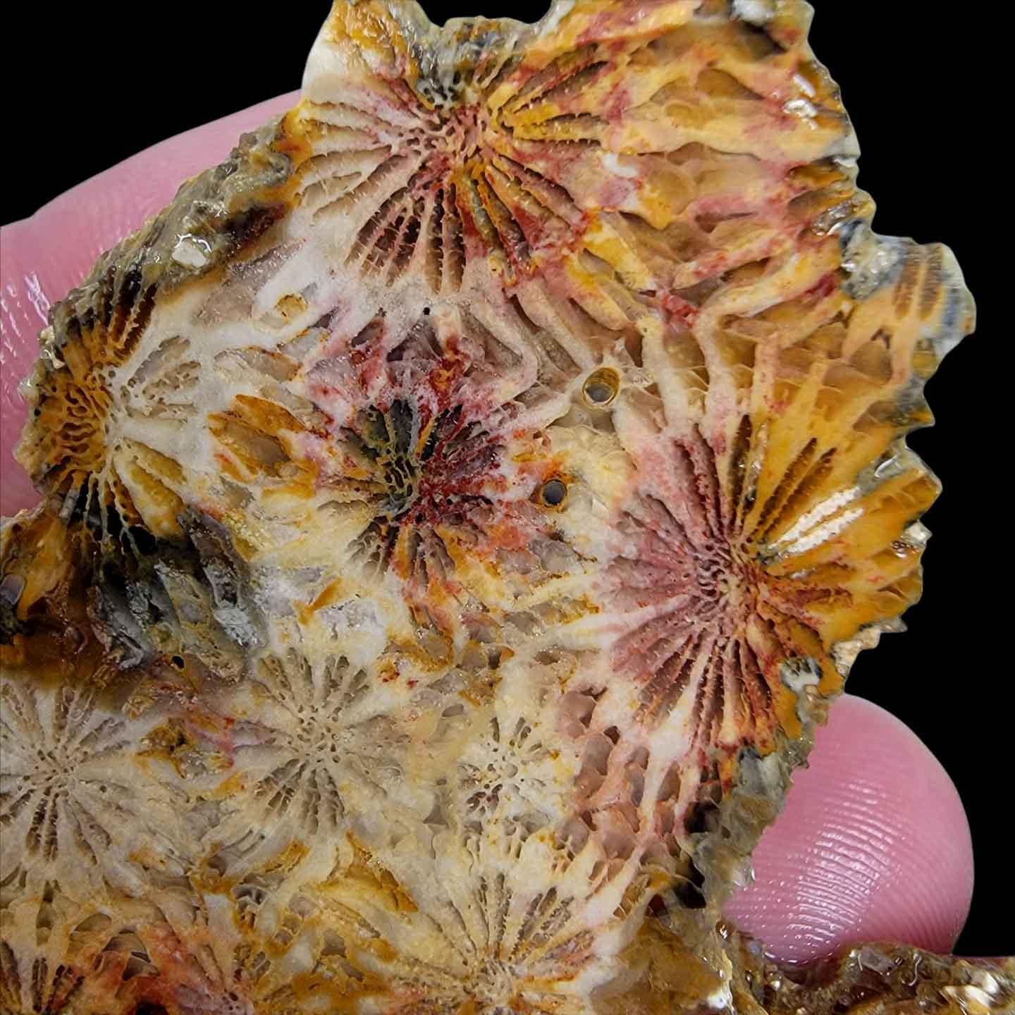Indonesian Fossil Coral Slab! Vivid Flowers Showing!