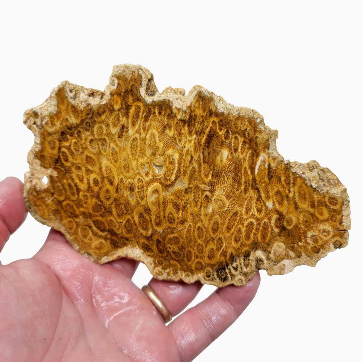 Indonesian Fossil Coral Slab – Starburst Flower Patterns White! #2735-Photo1