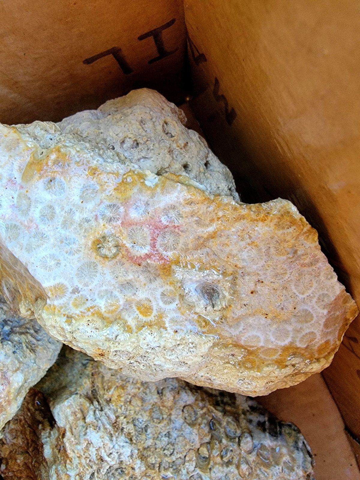 Indonesian Fossil Coral Rough Flatrate!