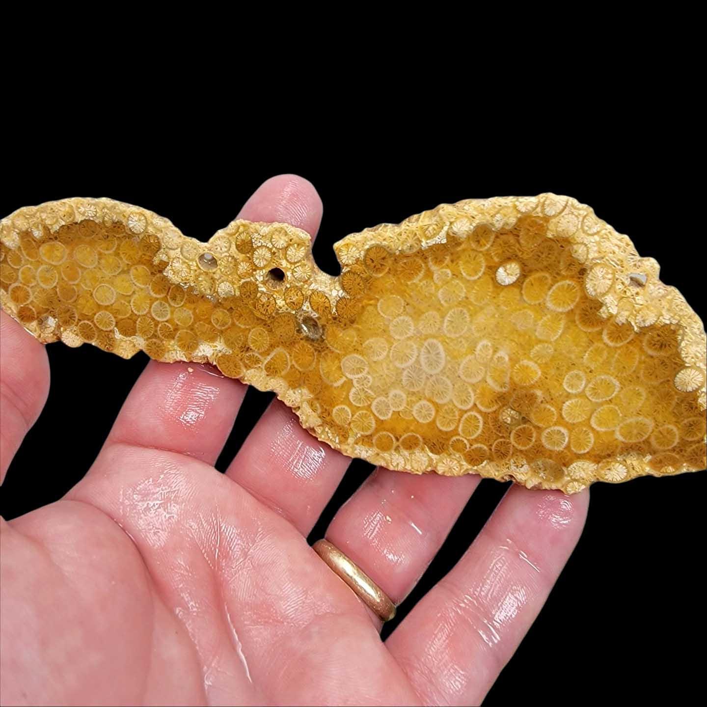 Indonesian Fossil Coral Slab – Starburst Flowers Butterscotch White! #2208-Photo1