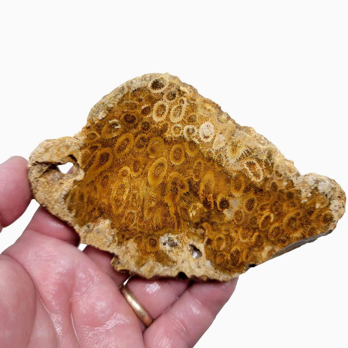 Indonesian Fossil Coral Slab – Starburst Flowers White Butterscotch! #2836-1