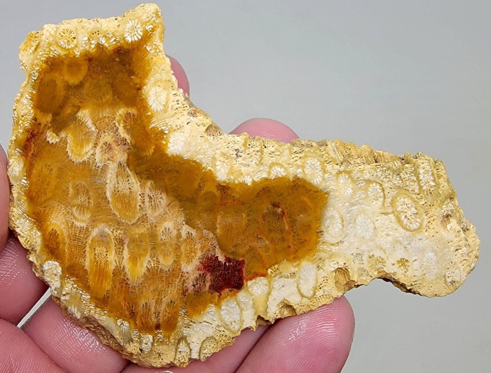 Indonesian Fossil Coral Slab – Well Defined Fossil Flowers! #2022-Photo1