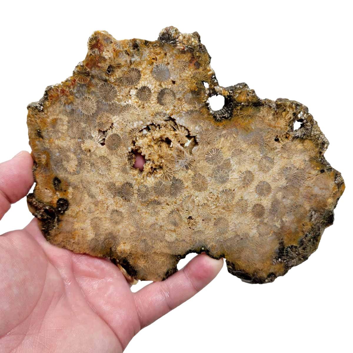 Indonesian Fossil Coral Slab – Starburst Flowers Butterscotch White! #2942-Photo1