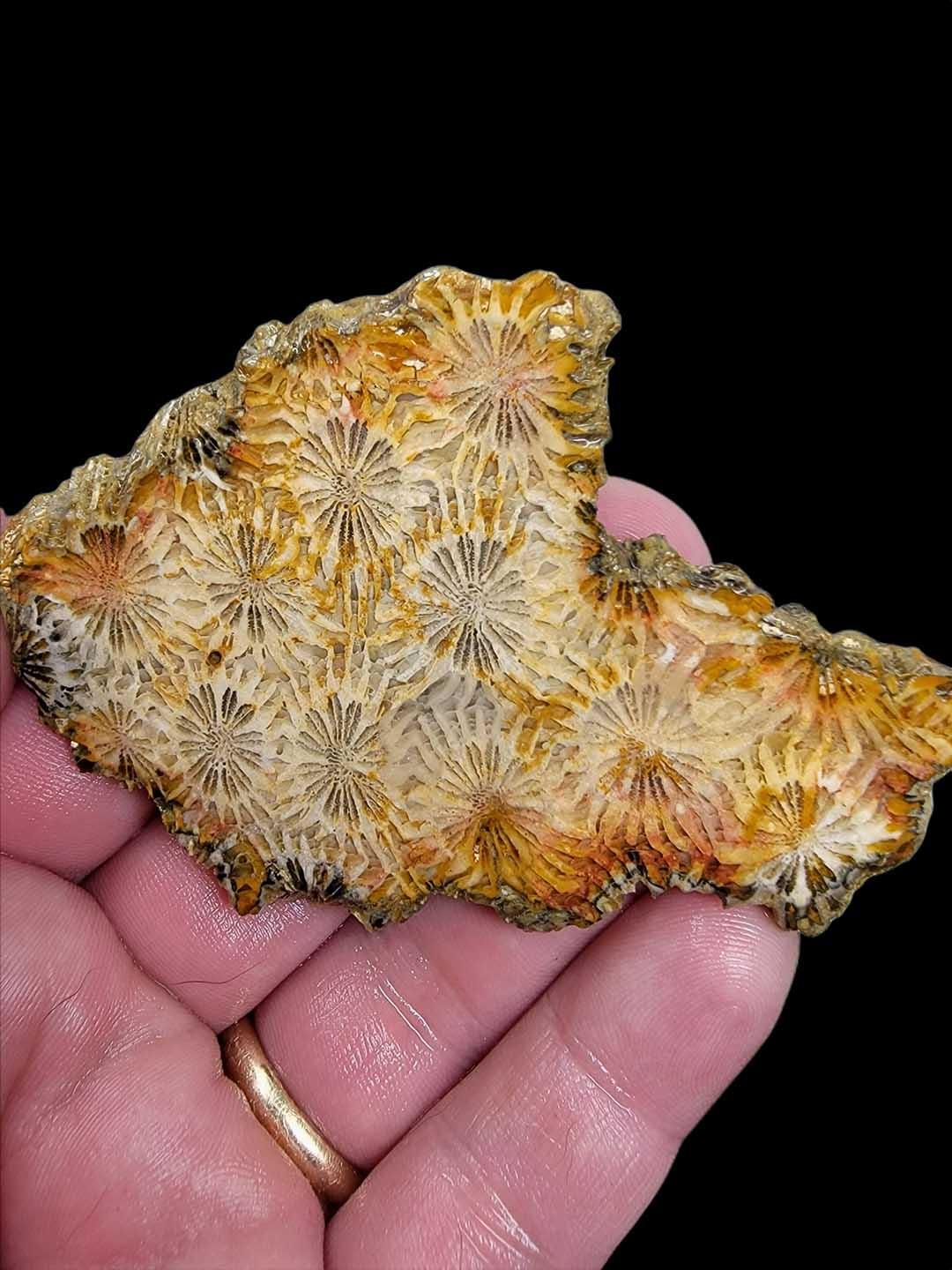 Indonesian Fossil Coral Slab – Starburst Flowers Lapidary Grade! #2168-Photo1