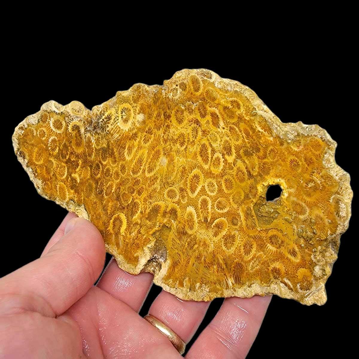 Indonesian Fossil Coral Slab! Lapidary Stone Slab! - LapidaryCentral