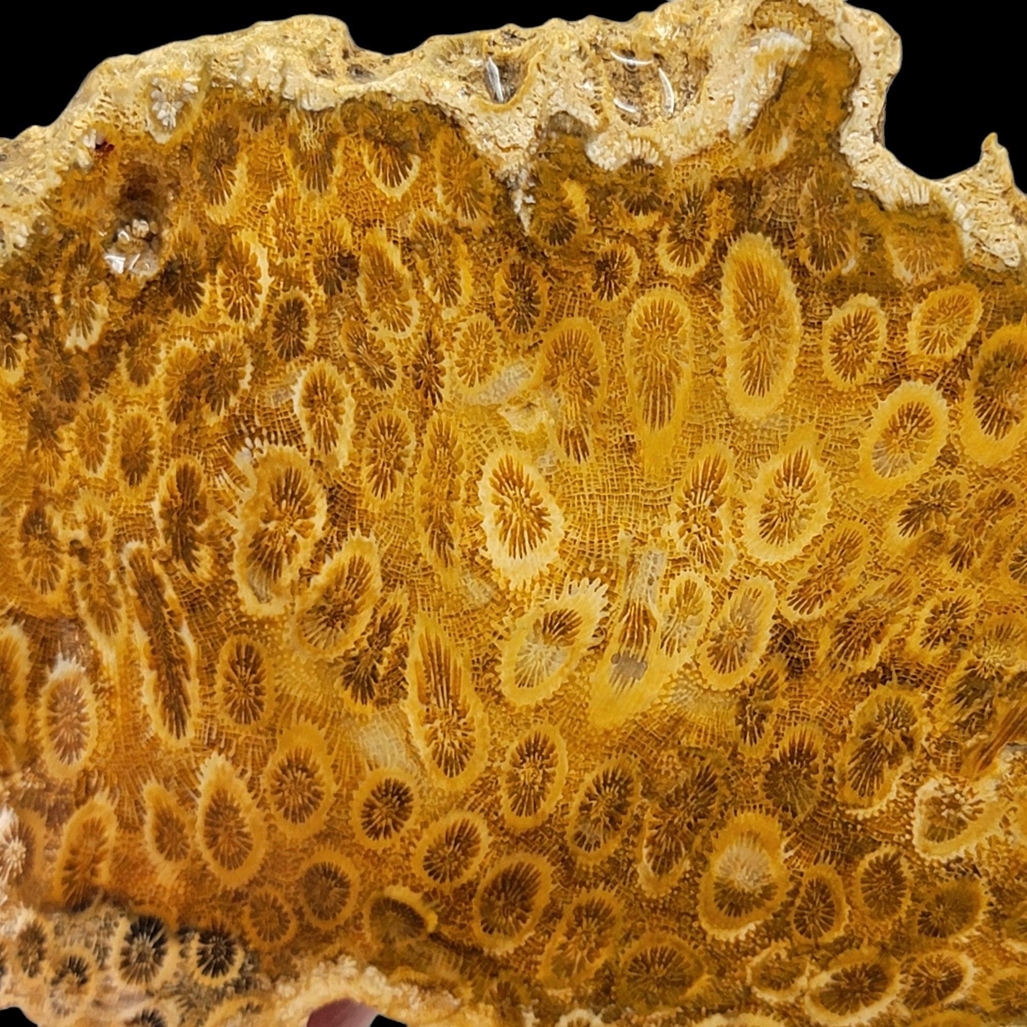 Indonesian Fossil Coral Slab - Starburst Flowers Silicated Lapidary Stone! #2373-Photo1