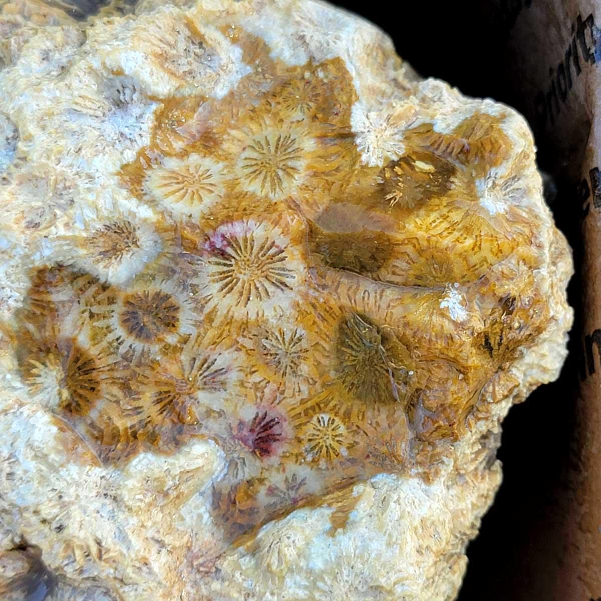 Indonesian Fossil Coral Rough Flatrate – Agatized Multi-Color Pattern! #073-Photo1