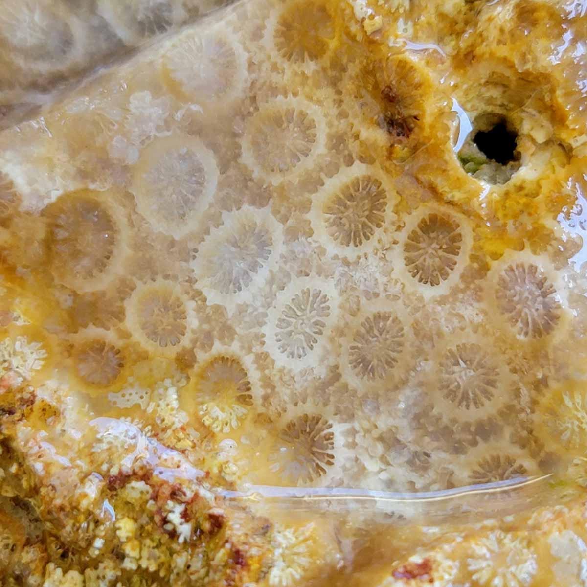 Indonesian Fossil Coral Rough Flatrate – Agatized Color Pattern Selection! #124-Photo1