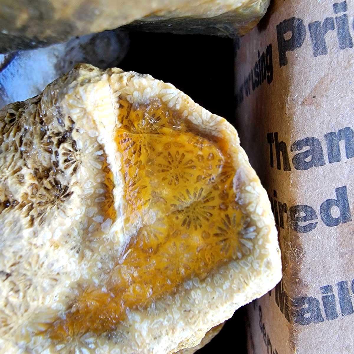 # Indonesian Fossil Coral Rough Flatrate ALT Text