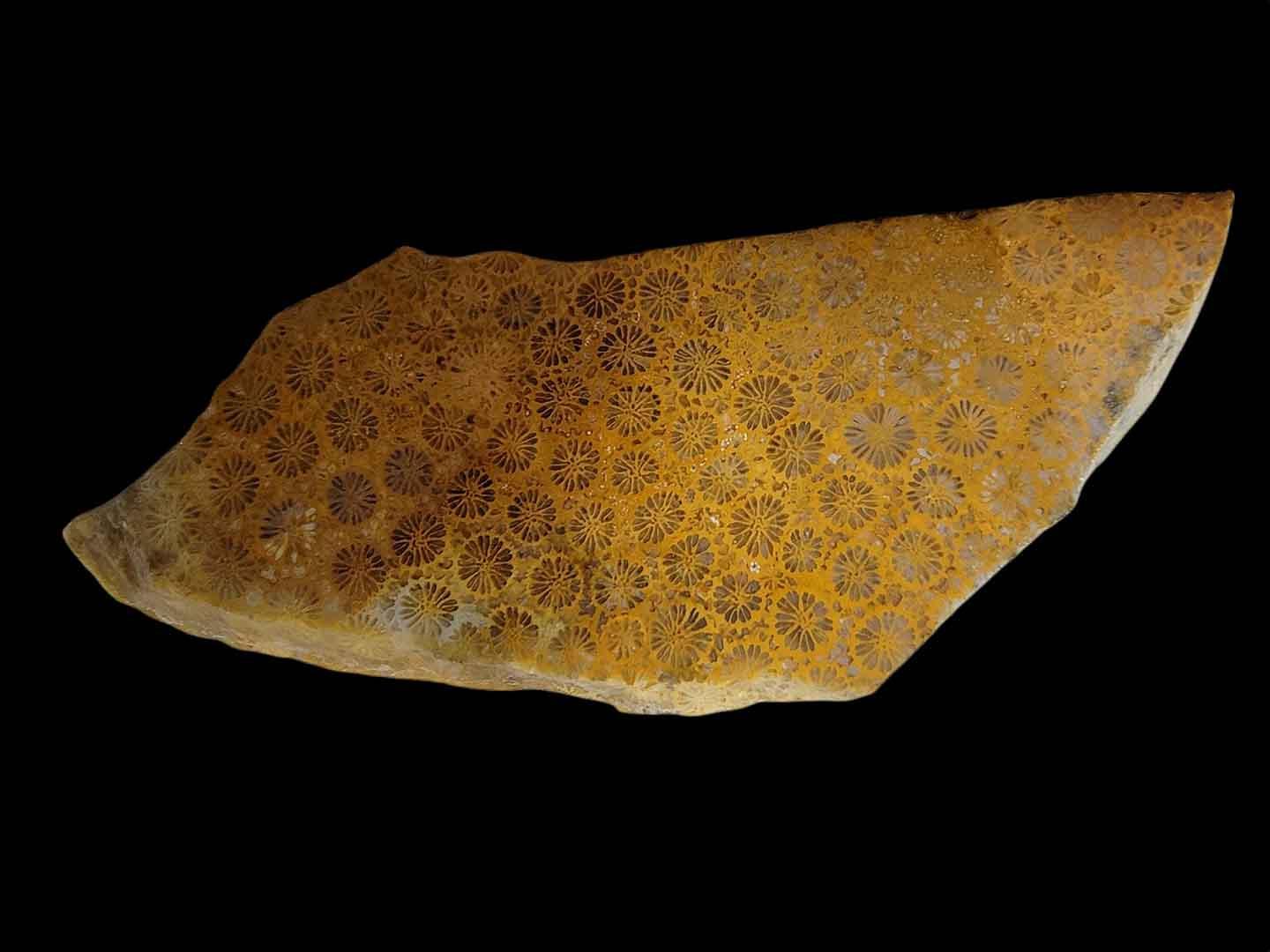 Indonesian Fossil Coral Slab! Lapidary Stone Slab!