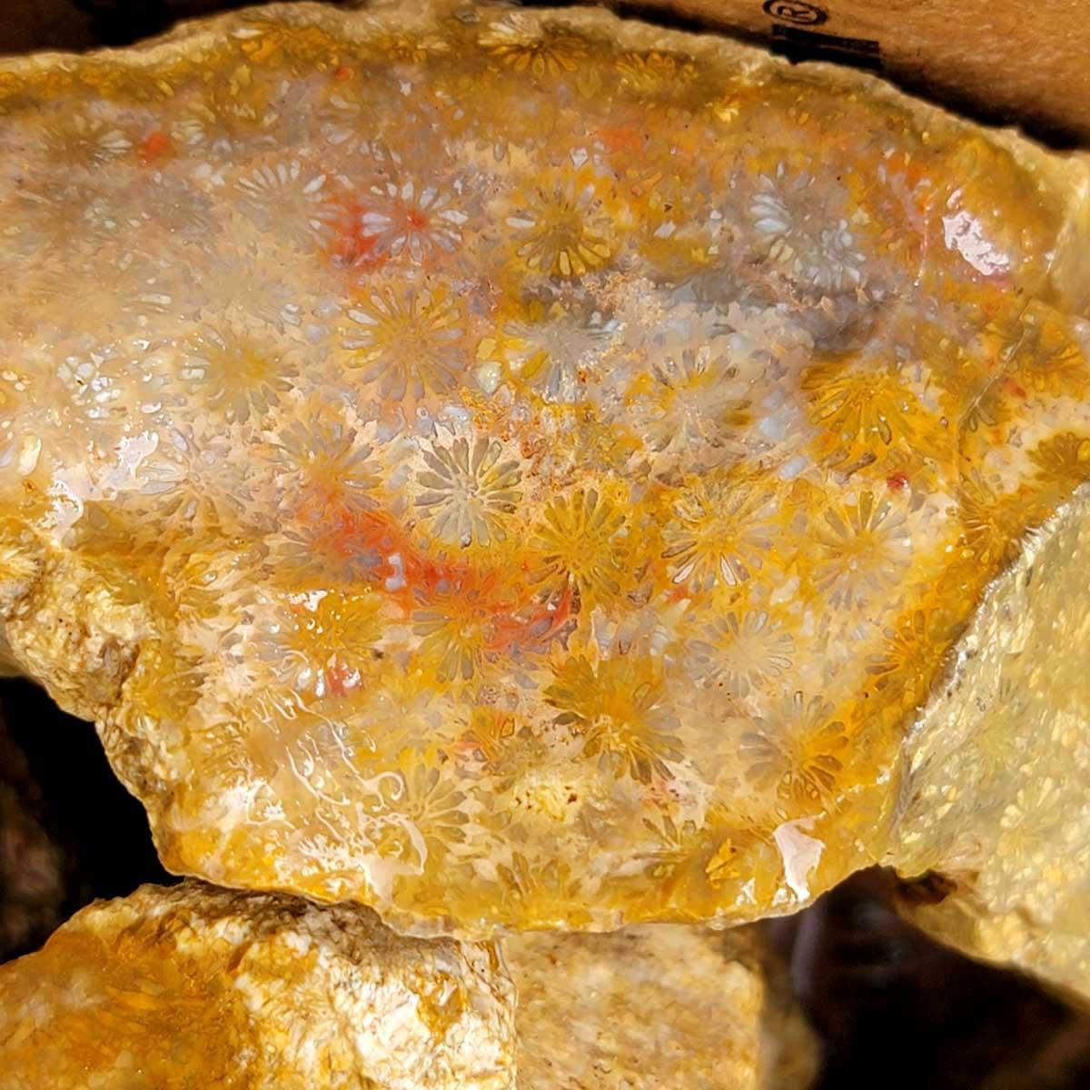 Indonesian Fossil Coral Rough Flatrate – Agatized Color Pattern Selection! #081-Photo1