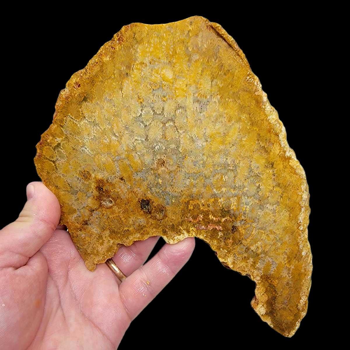 Larger Indonesian Fossil Coral Slab – Starburst Flowers Butterscotch White #2283-Photo1