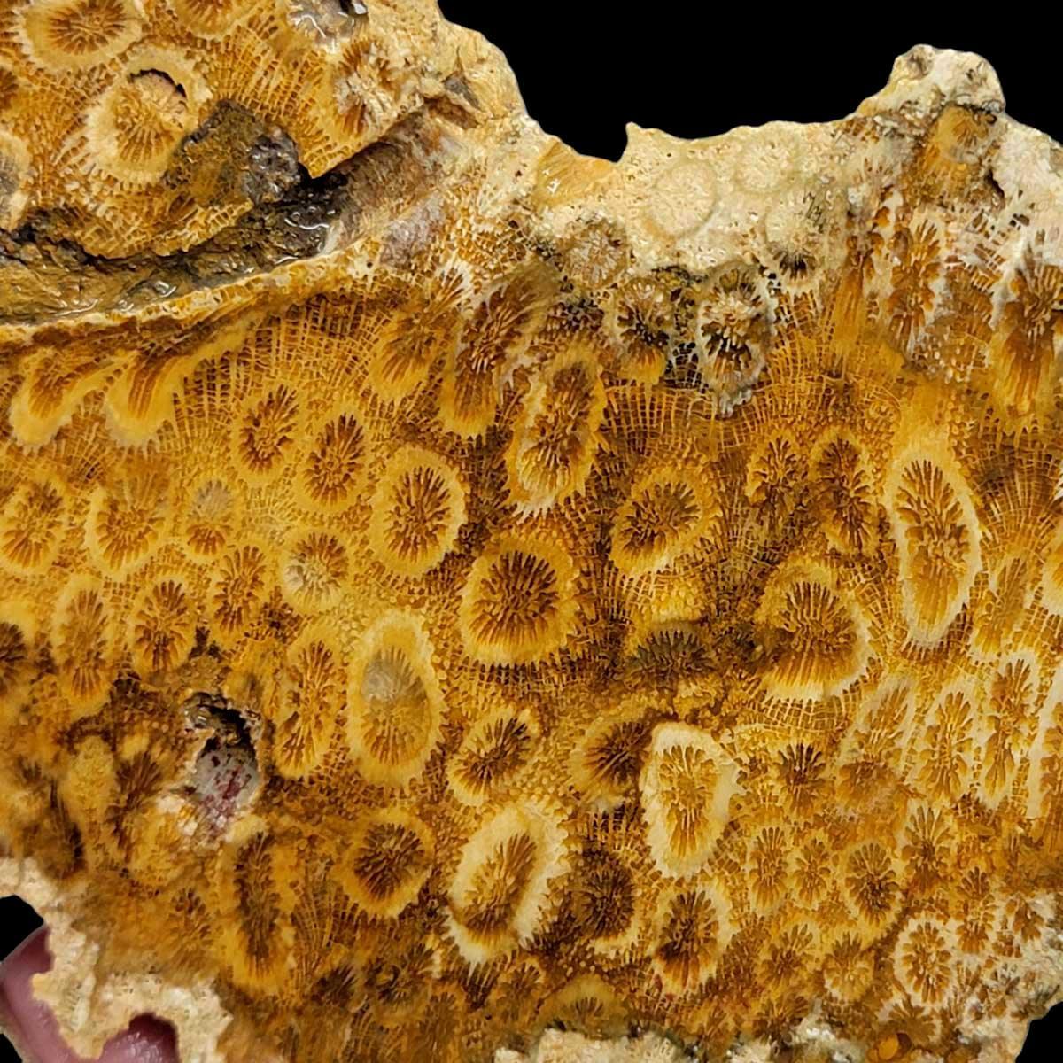 Indonesian Fossil Coral Slab – Starburst Flowers Butterscotch White! #2280-Photo1