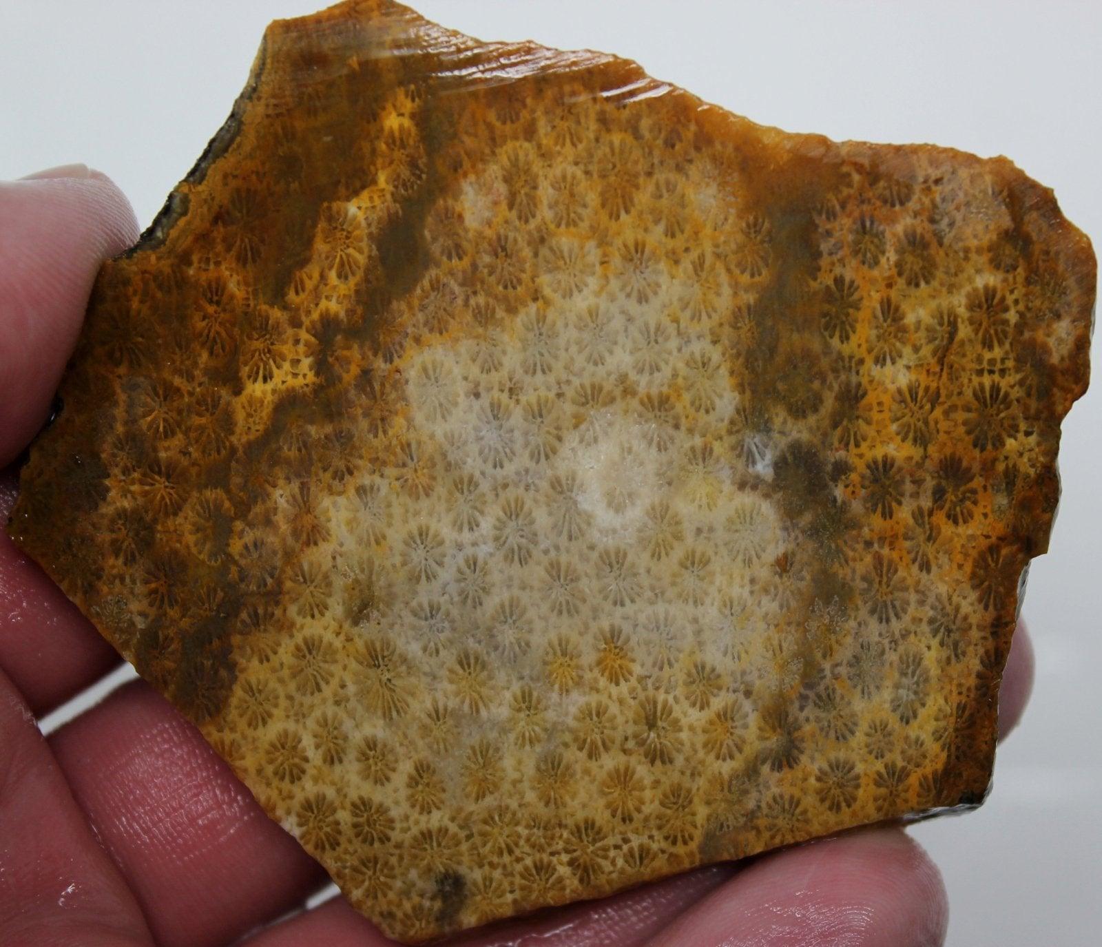 Indonesian Fossil Coral Slab – Gorgeous Coral Cell Pattern! #780-Photo1