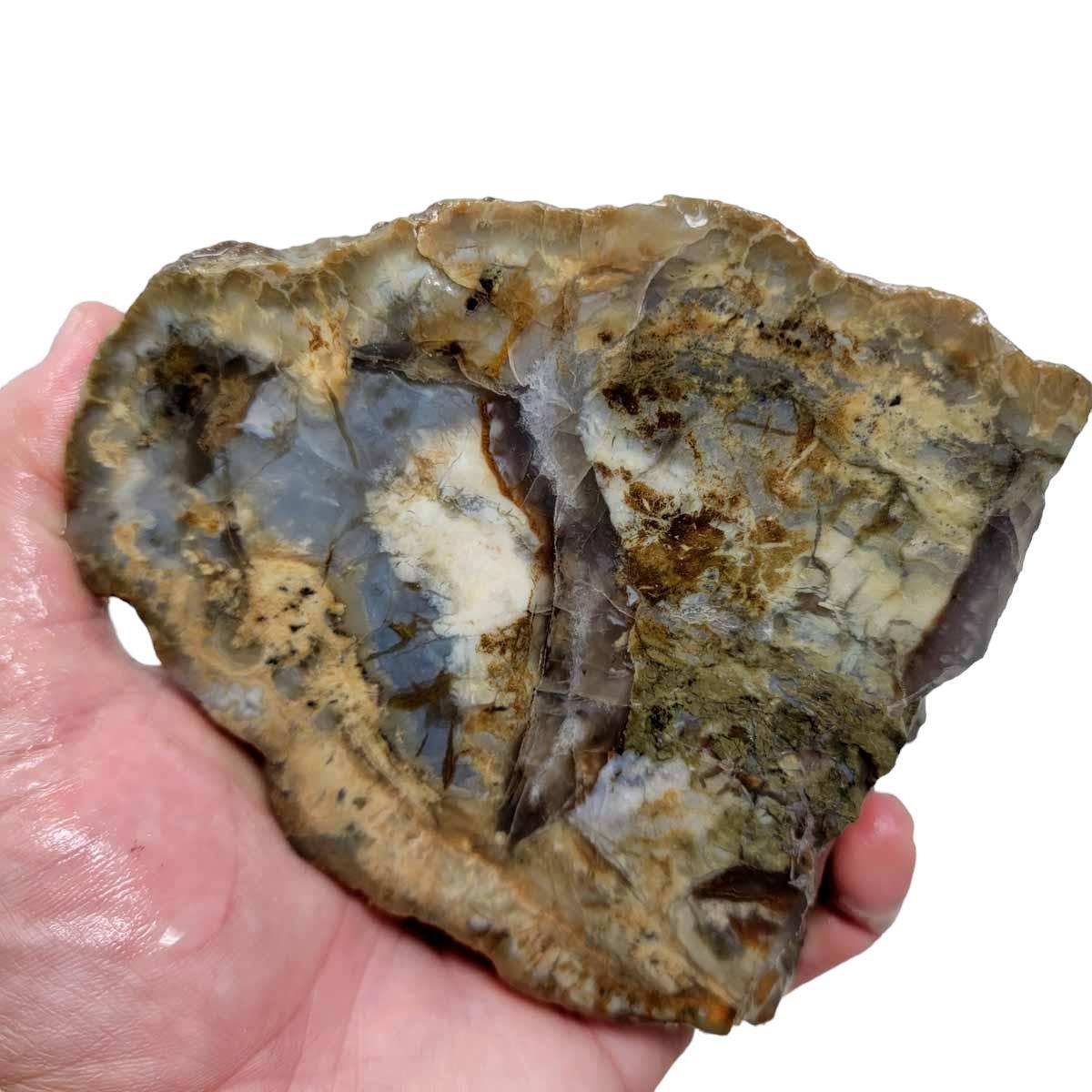 Cut Coprolite Fossil Dino Poo Rough Chunk - Lapidary Material! #R302-Photo1