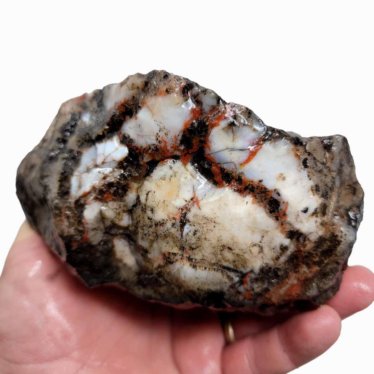 Coprolite Fossil Dino Poo Rough Chunk - Dinosaur Specimen #R270-Photo1